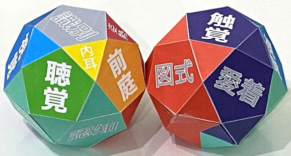 感覚統合用語の立体模型