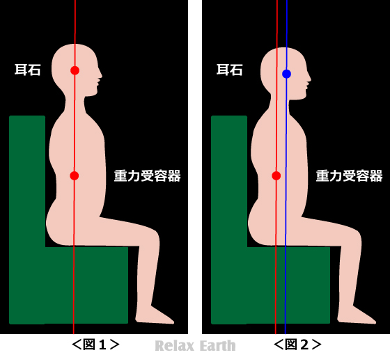 姿勢における耳石と重力受容器