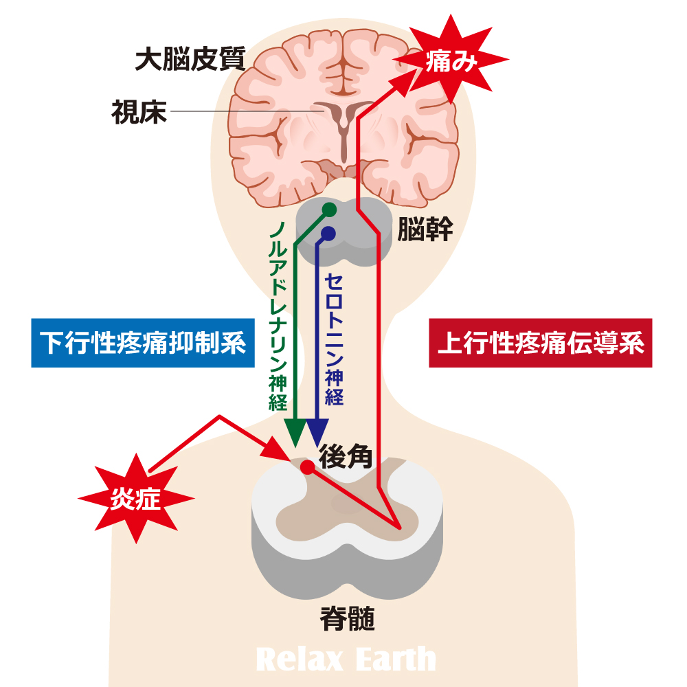 下行性疼痛抑制系
