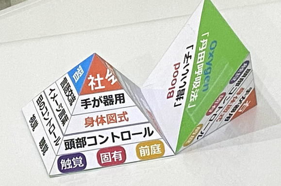 発達ピラミッドの立体模型